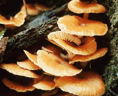 Biology The Levels of Organization in the Individual