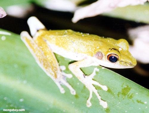 Biology Species Diversity