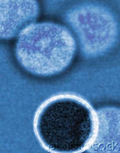 Science - The Living Cell