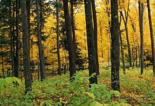 Science - Ecology - Ecosystems & The Environment