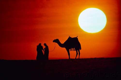 History Of The Arabs - Education & Fine Arts
