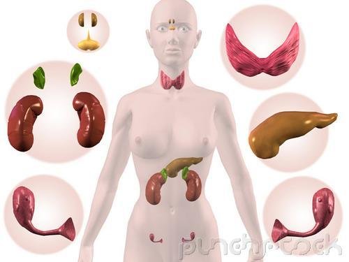 Human Sexuality - Sex Hormones & The Menstrual Cycle
