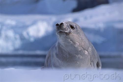 The Nature Of Life - How Animals Survive - Respiration