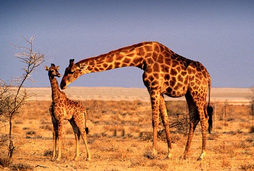 The Nature Of Life - How Animals Survive - Circulation
