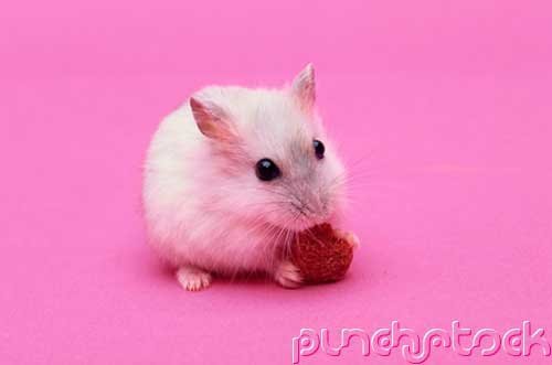 The Nature Of Life - Perpetuation of Life-Genetic Recombination