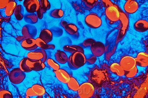 The Nature Of Life - Life's Fundamentals - Cells-Basic Units