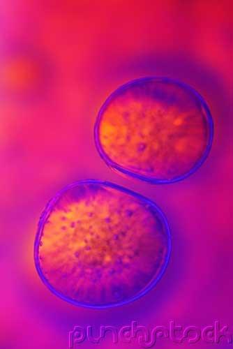 The Nature Of Life - Life's Fundamentals - The Dynamic Cell