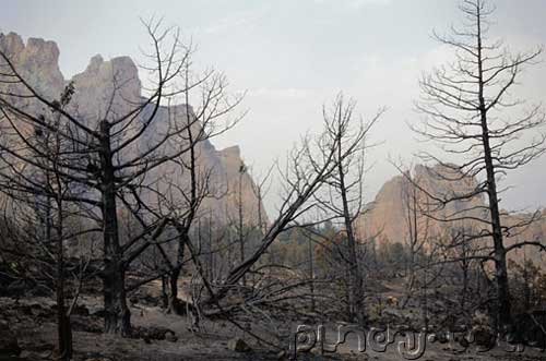 Environmental Management - Deforestation & Species Decimation