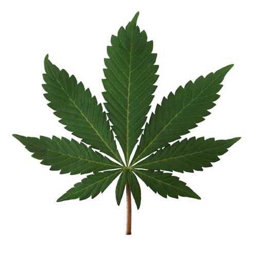 Drugs In Society - Critical Issues In Drug Control
