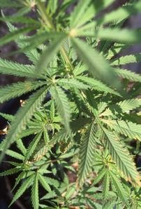 Cannabis & Cognitive Functioning-Event-Related Potential Study