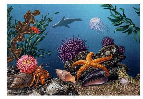 The Ocean - Ocean Life - Fragile Environments