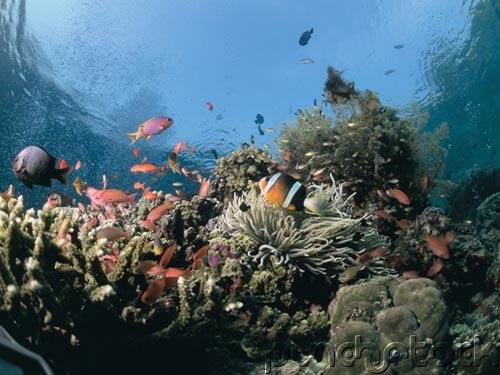 The Ocean - Ocean Life - Complex Communities