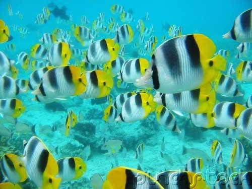 The Ocean - Ocean Life - Marine Lifestyles