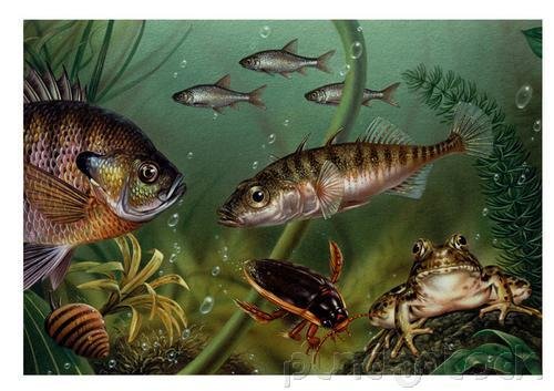 The Ocean - Ocean Life - Evolution & Extinction