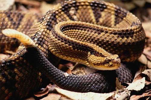 Snakes - Evaluation Of Mystery In Nature - Lifestyles - Part I