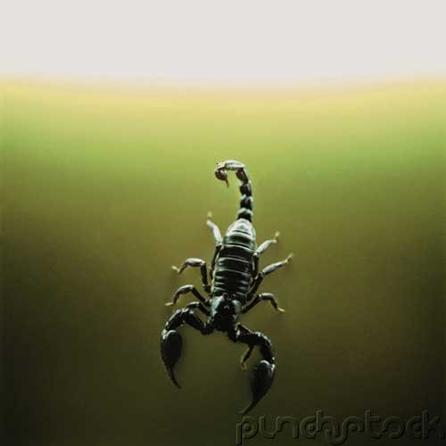 Insects - Noninsects Hexapods - Part III