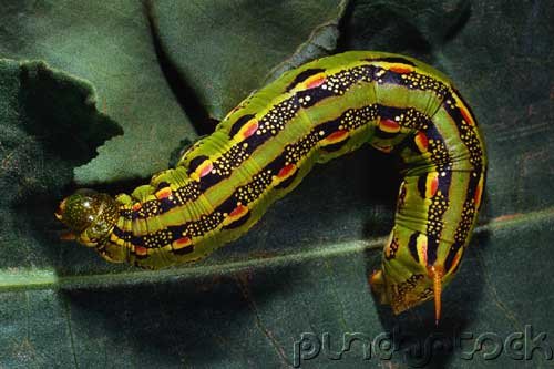 Insects - Insects - Part II