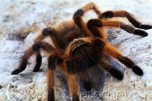 Insects - Spiders & Other Terrestrial Arthropids