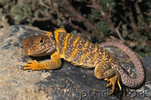 Reptiles Of North America