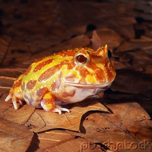 Amphibians Of North America