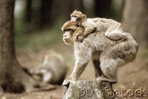 Mammals - The Primates - Part VI