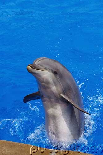 Mammals - Sea Mammals - Part V
