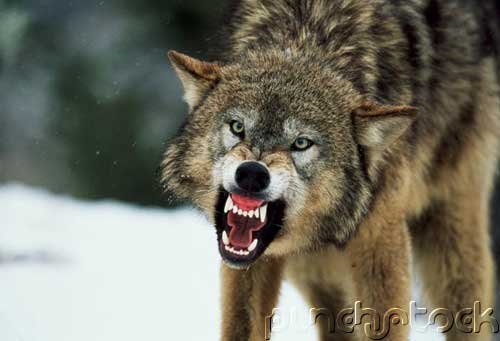 Mammals - The Carnivores - Part IV
