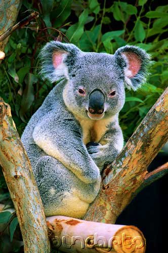 Mammals - Small Herbivores - Insect-Eaters & Marsupials - III