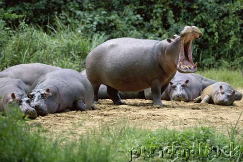 Mammals - Large Herbivores - Part I