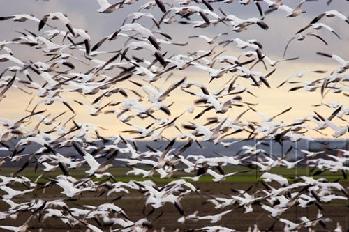 Bird Behavior - Migration