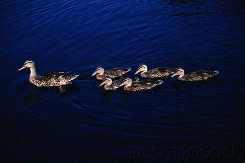Bird Behavior - Rearing The Young