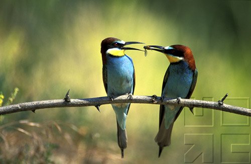 Bird Behavior - Courtship & Mating