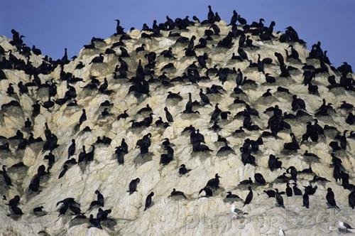 Bird Behavior - Social Life