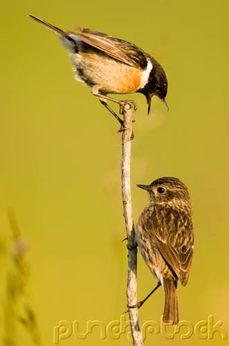 Bird Behavior - Communication