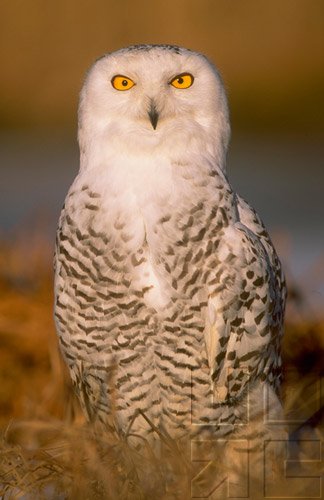 Bird Behavior - Senses & Intelligence