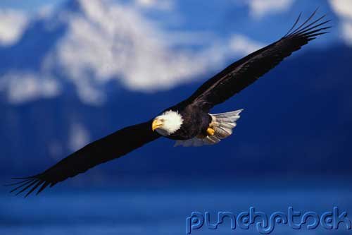 Bird Behavior - Flight