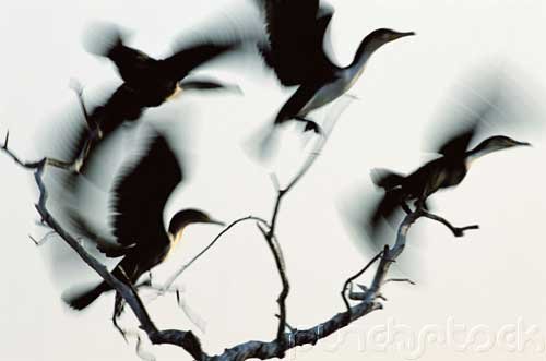 Bird Behavior - The Living Bird