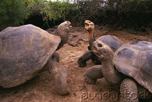 Animal Kingdom - Animal Communication