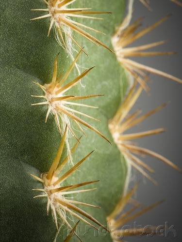 The Way Nature Works - Attack & Defense
