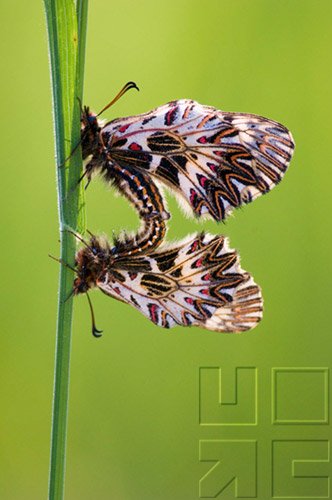 The Way Nature Works - Reproducing To Survive