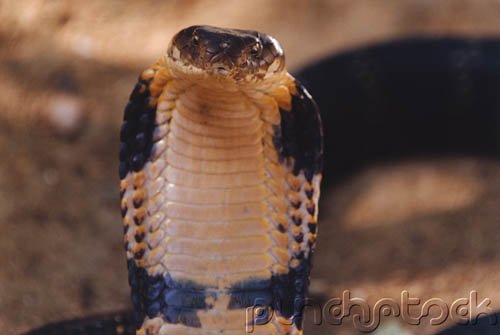 Snakes - Evaluation Of Mystery In Nature - Synthesis - Part III