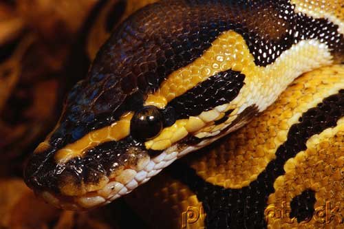 Snakes - Evaluation Of Mystery In Nature - Diversity - Part II