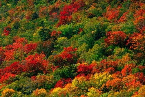 Ecology & Environment - The Cycles of Life