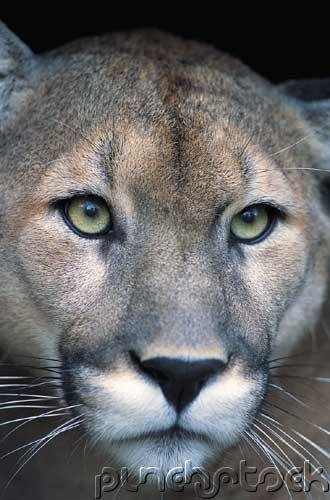 The Florida Panther - Life & Death Of A Vanishing Carnivore