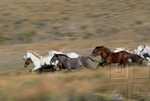 Curriculum Design & Instruction To Teach About Horses