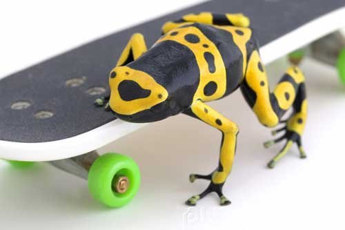 Curriculum Design & Instruction To Teach About Tadpoles