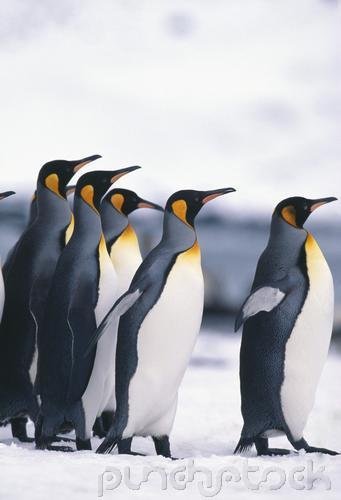 Curriculum Design & Instruction To Teach About Penquins