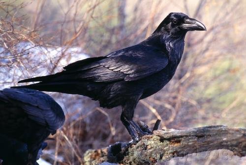 Curriculum Design & Instruction To Teach About Crows