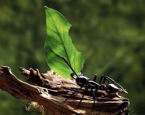Jungles - An Exploration Of The Most Mysterious Of All Natural Worlds - Jungle Partnerships