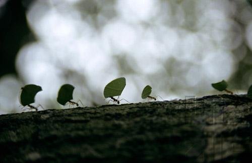 Jungles - Exploration of The Natural Worlds - Insects & Invertebrates Of The Jungle